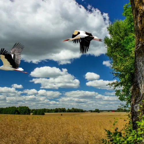 Podlasie