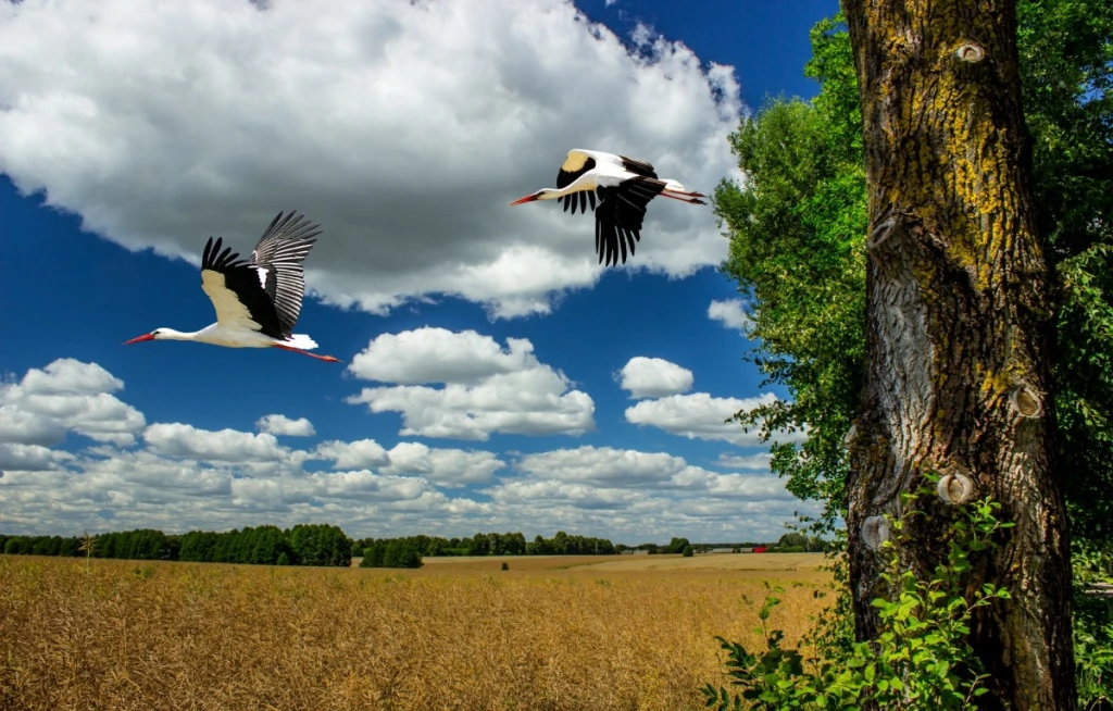 Podlasie